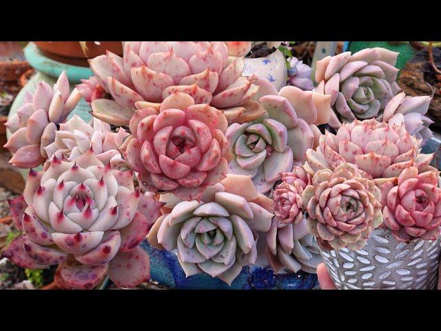 Beautiful Pink Succulents from VLOG #139 | Growing Succulents with LizK