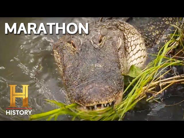 Swamp People: HUGE GATORS INVADE THE SWAMP *Marathon*