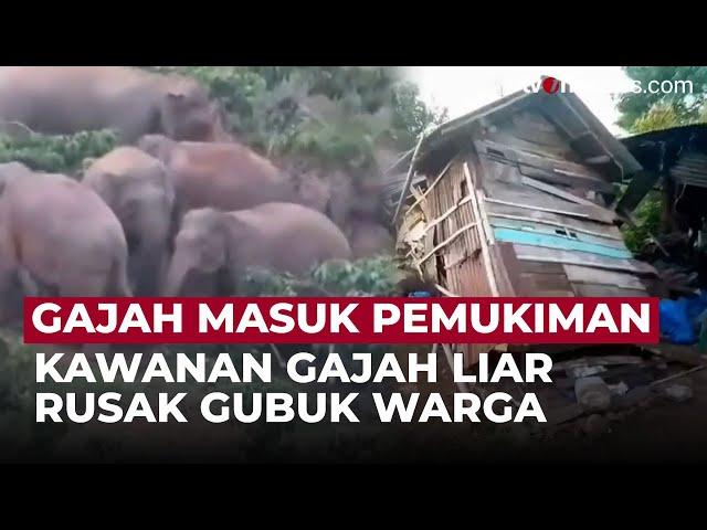 Kawanan Gajah Liar Serang Permukiman di Lampung, 9 Gubuk Warga Rusak | OneNews Update