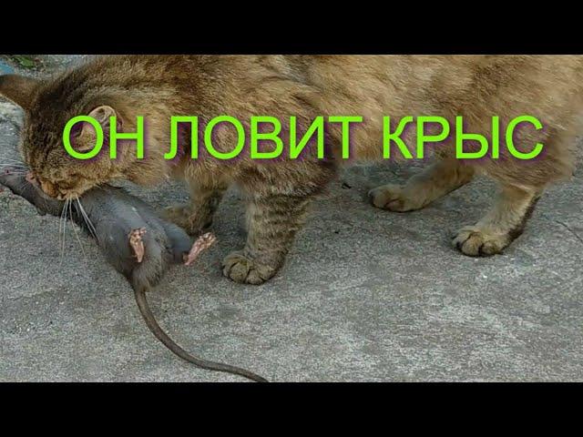 КОТЯТА КРЫСОЛОВЫ. A CAT TEACHES YOU HOW TO CATCH RATS.