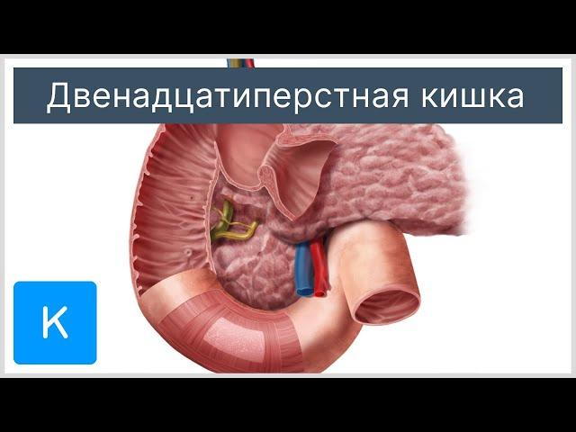 Двенадцатиперстная кишка - Анатомия человека | Kenhub