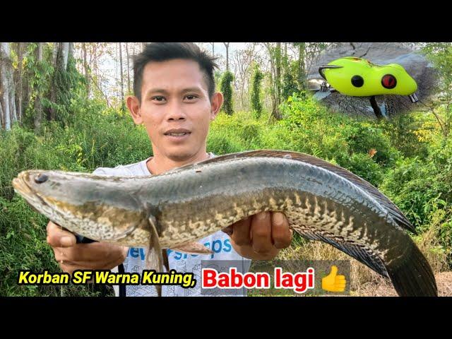 GABUS JUMBO LANDED PAKAI SOFT FROG WARNA KUNING ||ULTRALIGHT CASTING