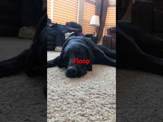 The mister flop