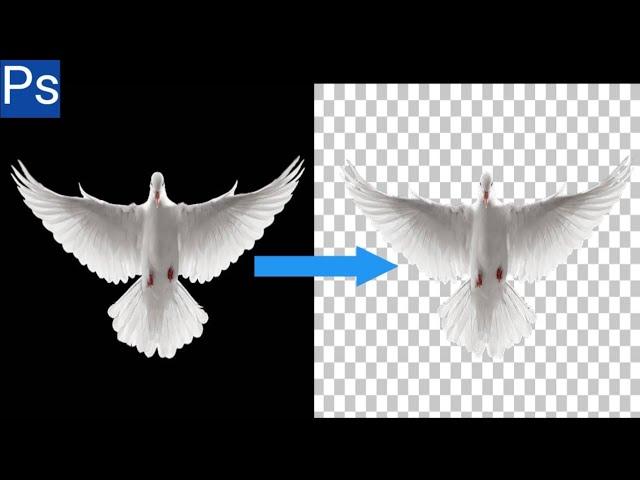 How To Use The Magic Wand Tool In Adobe Photoshop