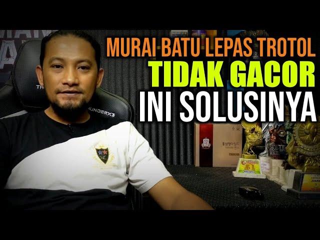 Pusing Murai Batu Lepas Trotol Tidak Gacor