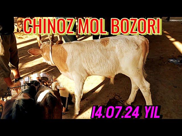 CHINOZ MOL BOZORIDA YOSH GʻOʻNAJINLAR NARXLARI 