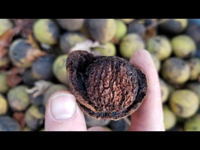 Black Walnuts: Harvesting, Husking, Shelling, Cooking (300 lbs!!!)