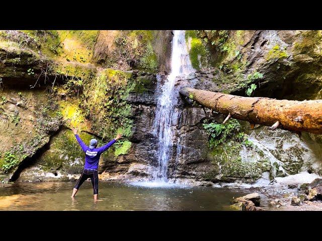 Maple Falls Near Aptos California - The Forest Of Nisene Marks State Park