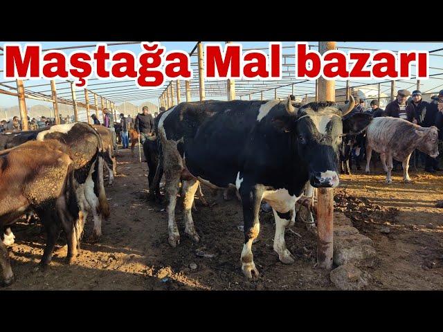 Maştağa Mal bazarı. 07,11,2021 #mastagamalbazari #mastagaqoyunbazari #mubarizemintv