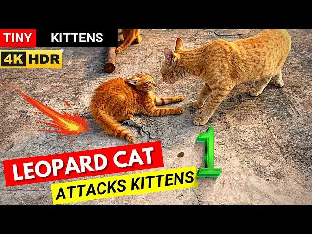 Leopard Cat Attacks Kittens | 4K HDR Angry Cat Attack #catfight #angrycat