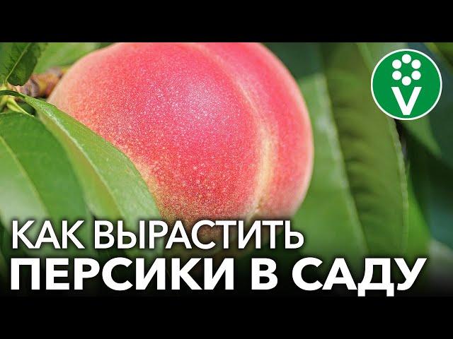 Собираю ПЕРСИКИ ВЕДРАМИ! Мои секреты выращивания персиков и нектаринов