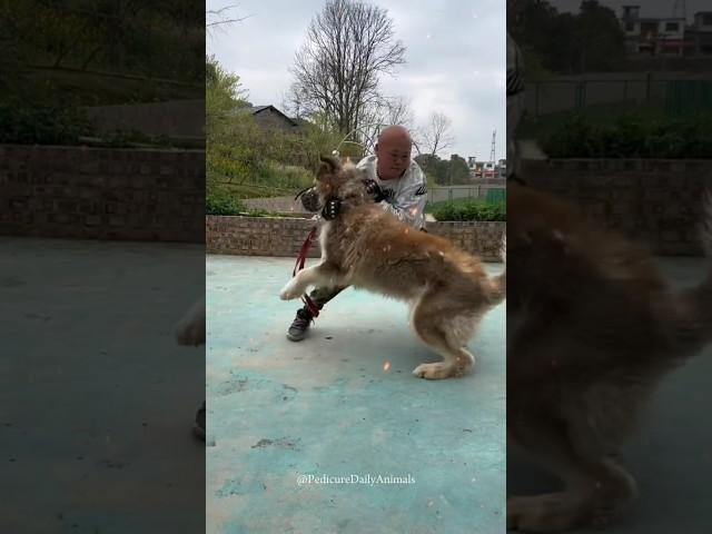 Training Big Wild Aggressive Husky  How To Train Dog  #shorts #pets #dog #trending #traineddogs