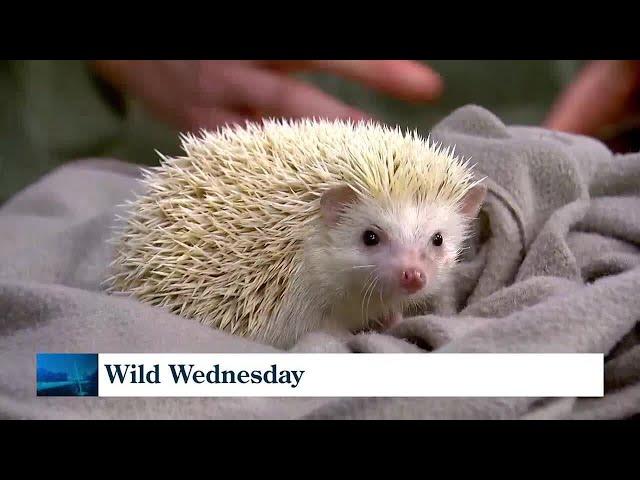 Wild Wednesday: African pygmy hedgehog