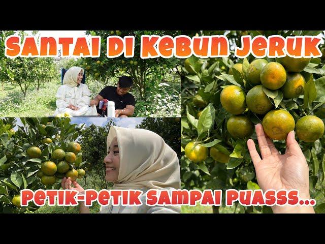 PETIK JERUK SIAM MADU | WISATA PETIK JERUK KOTA BATU MALANG