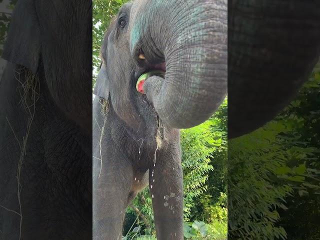 How do elephants eat watermelons?