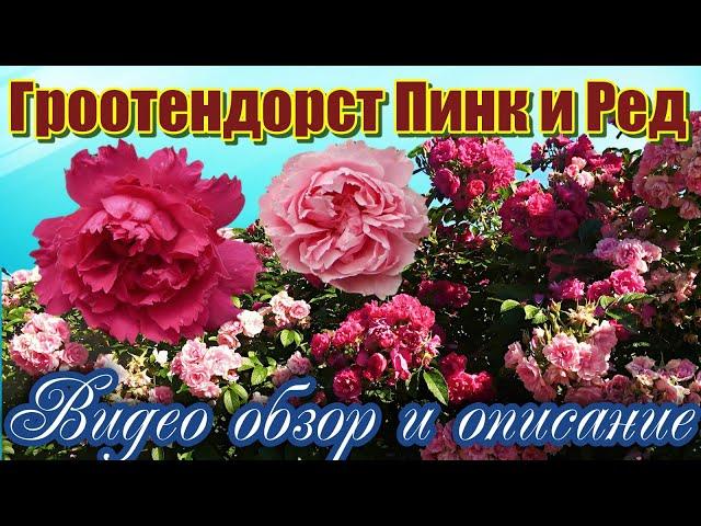 Обзор розы Гроотендорст Пинк - Pink Grootendorst (Голандия 1923)