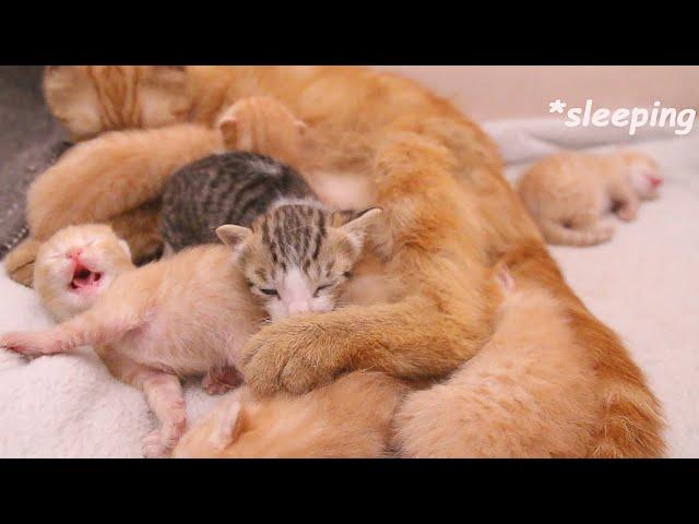 Adopted Kitten Sniffs Scared Mom cat's Paw after getting Rescued, POOR KITTEN Nursed by Foster MOM