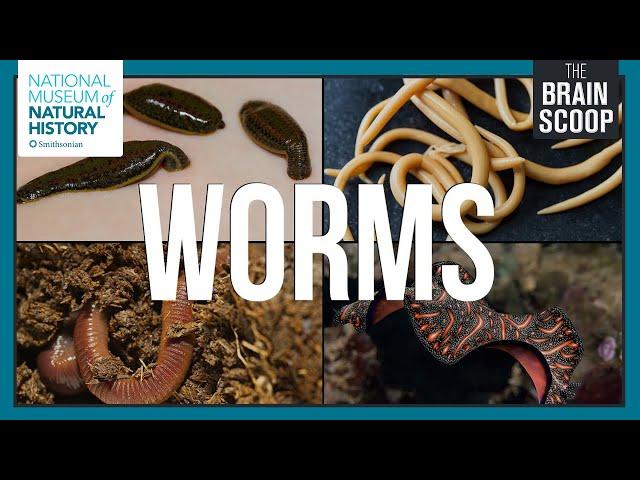 The Wonderful World of Worms