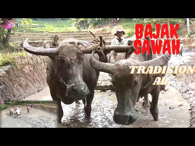 KERBAU BAJAK SAWAH!MEMBAJAK SAWAH CARA TRADISIONAL MEMAKAI KERBAU||BUFFALO