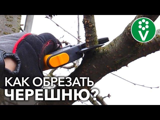 ОБРЕЗАЕМ ЧЕРЕШНЮ так, чтобы урожай ели вы, а не птицы!