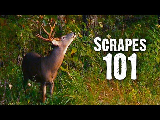 Scrapes 101 - How To Use Scrapes to Hunt Better (838)