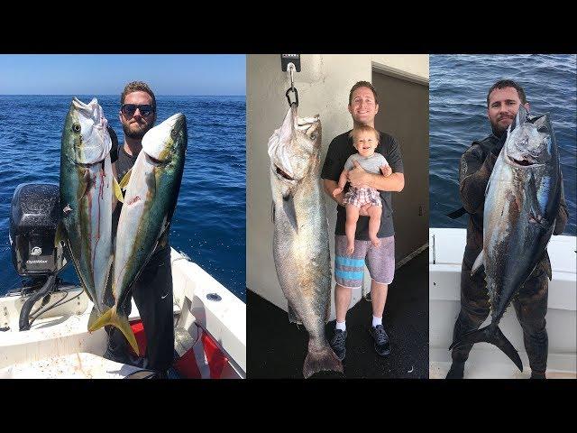 Spearfishing White Seabass - Yellowtail - Bluefin Tuna - Halibut - 2018