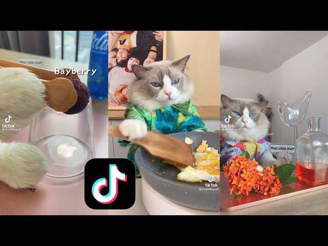 Gatito haciendo bebidas en Tiktok | Video Montage ( tik tok )