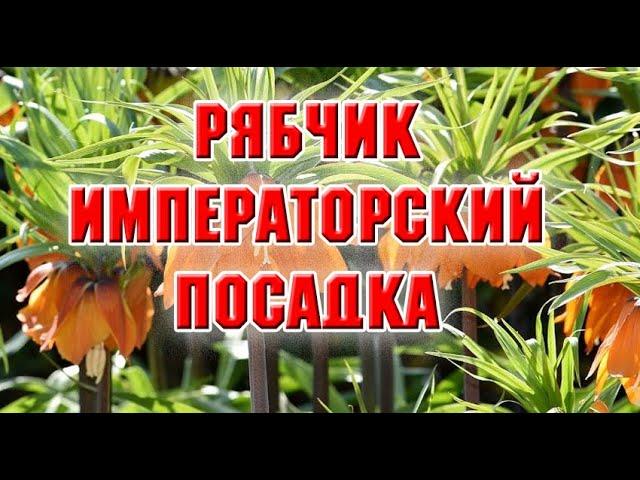 Рябчик императорский.  Посадка