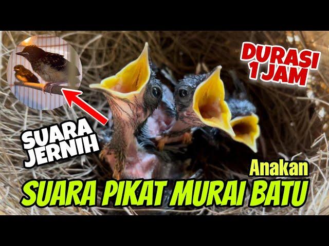 Suara Pikat anakan Murai Batu durasi 1 Jam JERNIH