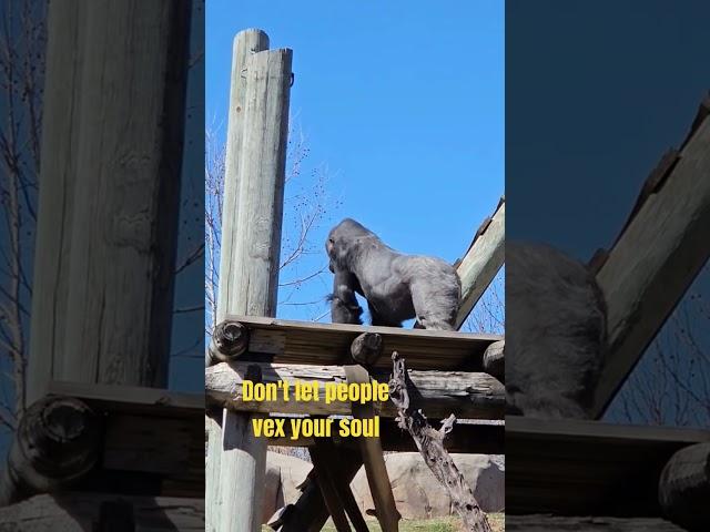 Gorilla Climbs Like He's  Auditioning  #adviceshorts  #primates #environmentalawareness #zoolife