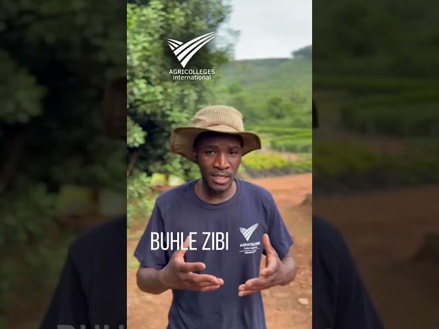 Buhle Zibi on his Agricolleges International Practical experience #agriculturecourse