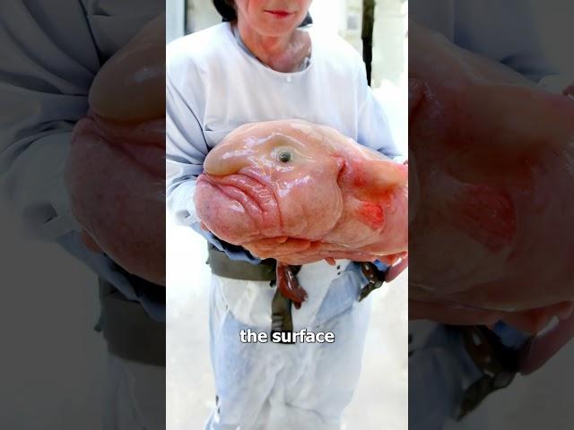 The Blobfish Is NOT Ugly  (here's why)