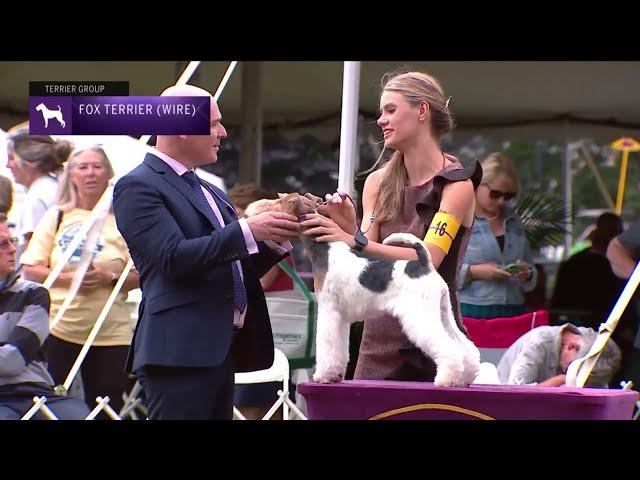 Fox Terriers Wire | Breed Judging 2022