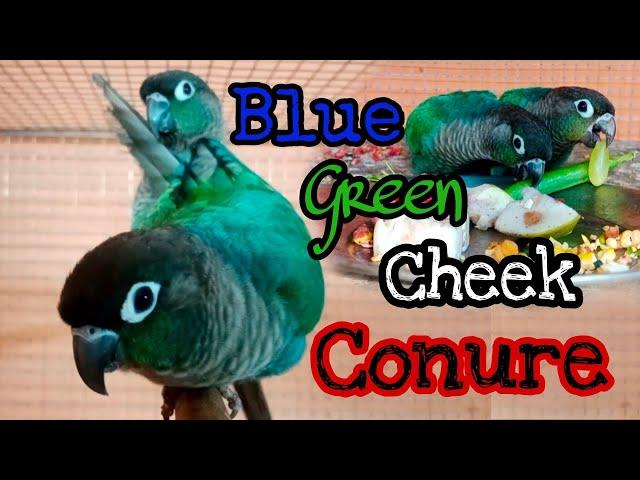 Blue Green Cheek Conure || Rajdip Aviary