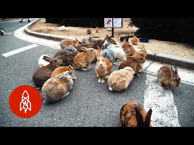 The Mystery of Rabbit Island