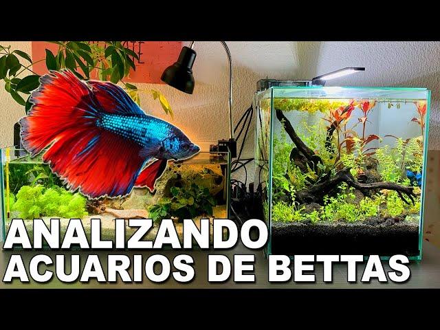 ️ Acuarios de Suscriptores Nº33: Acuarios de Bettas 