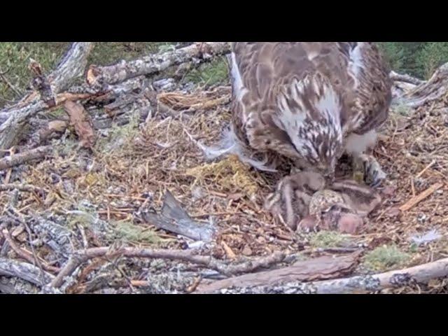 NEWS! NEWS! Welcome little bob3! The Loch Arkaig Ospreys now have three Osplets 24 May 2024 (zoom)