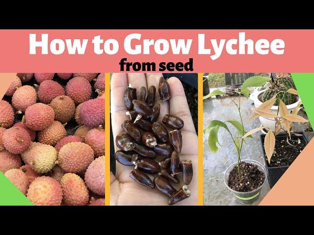 How to Grow Lychee from Seed