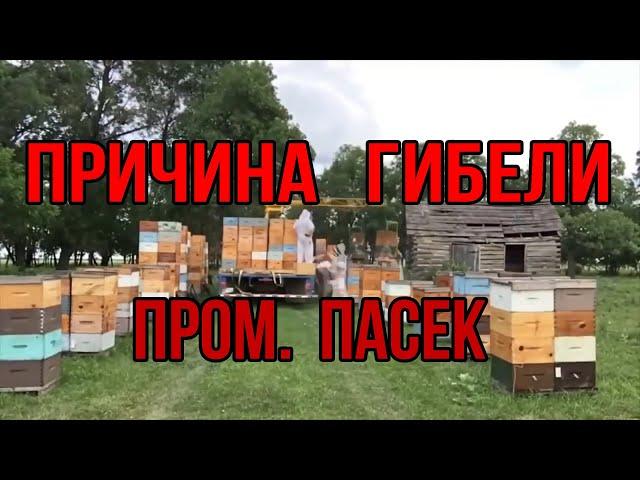 Как организовать промышленную пасеку, основные причины гибели пром. пасек