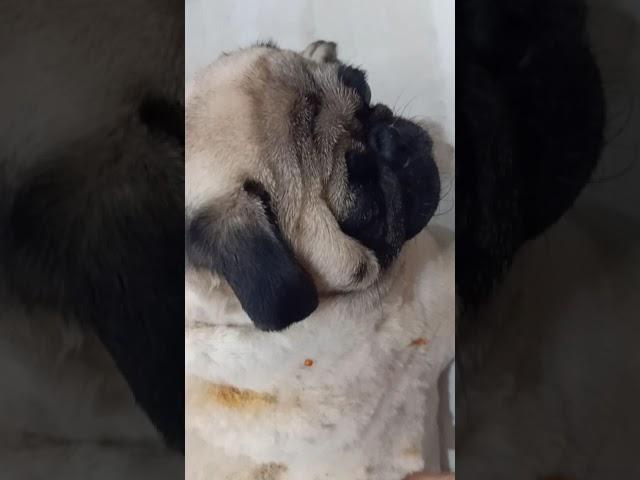 How to take care pug fungal infection l pug l problems