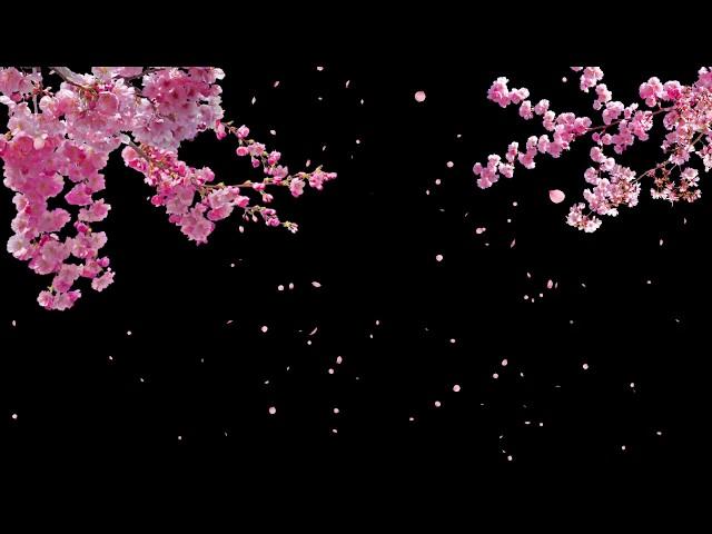 Cherry Blossom Tree with Falling Petals on Transparent Background - Stock Video