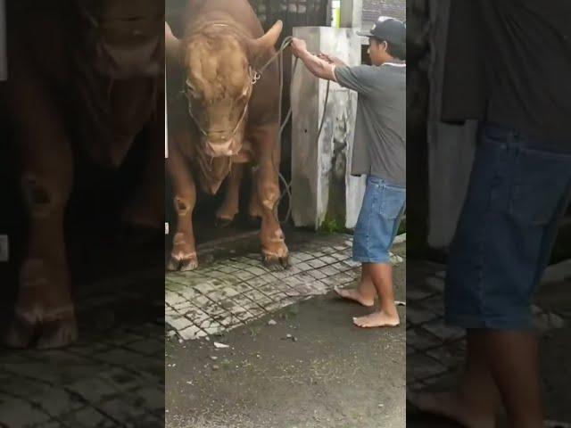 Sapi Terbesar di Indonesia TN Bima Sakti