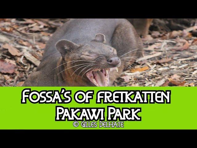 Fossa's of fretkatten : Pakawi Park