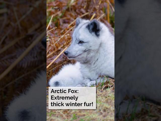 Arctic Fox: Extremely thick winter fur!