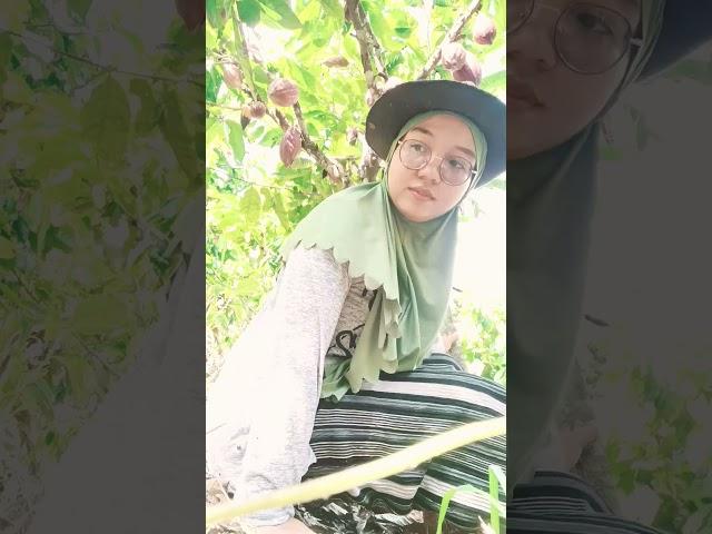 lagi berteduh dibawah pohon cocoa.. #garden #cocoa #kebun