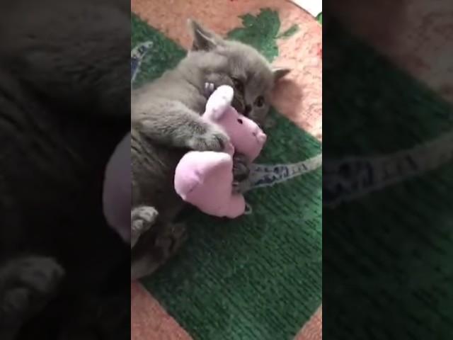 It's My Teddy Bear  #kitten #teddybear #cute #cat #shortsfeed #shortvideo  #foryou #play