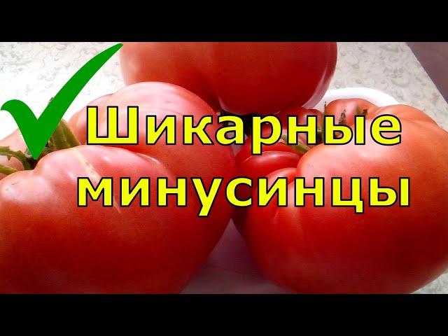 МИНУСИНСКИЕ ТОМАТЫ. ОБЗОР ПОНРАВИВШИХСЯ СОРТОВ ТОМАТОВ ИЗ МИНУСИНСКА