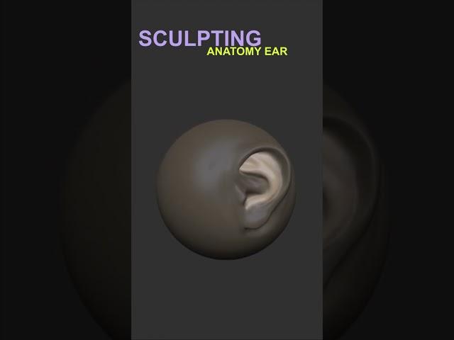 Master 3D Sculpting Anatomy | Create a Stylized Ear for a Character in ZBrush