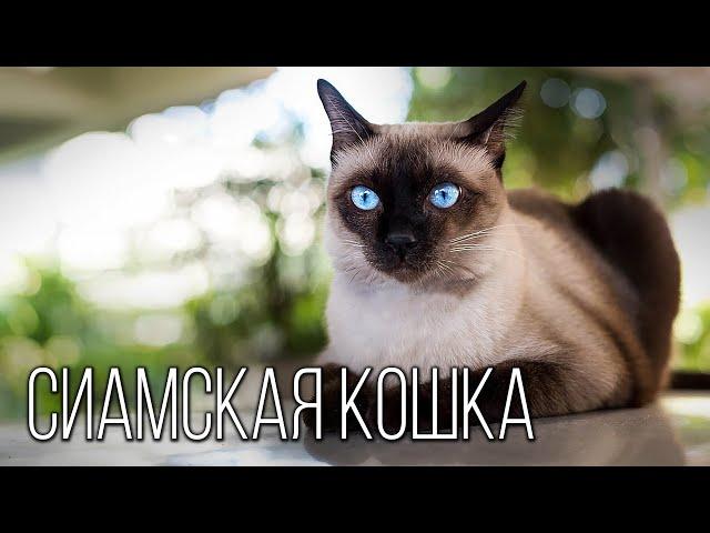 Siamese cat: Blue-eyed miracle from Thailand | Interesting facts about cat breeds