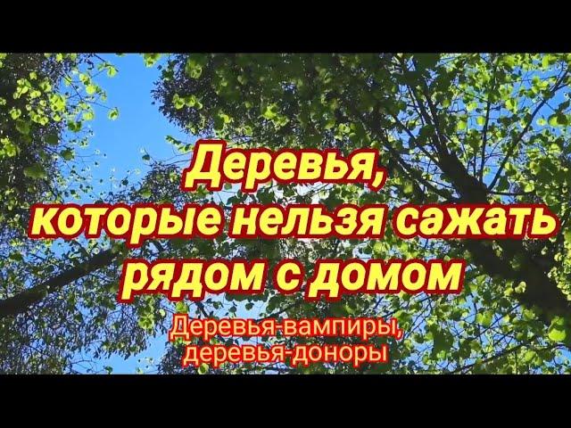 Деревья, которые нельзя сажать рядом с домом